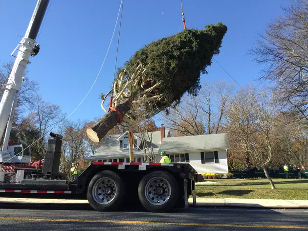 How to Watch the Rockefeller Xmas Tree Get Cut Down in Newburgh