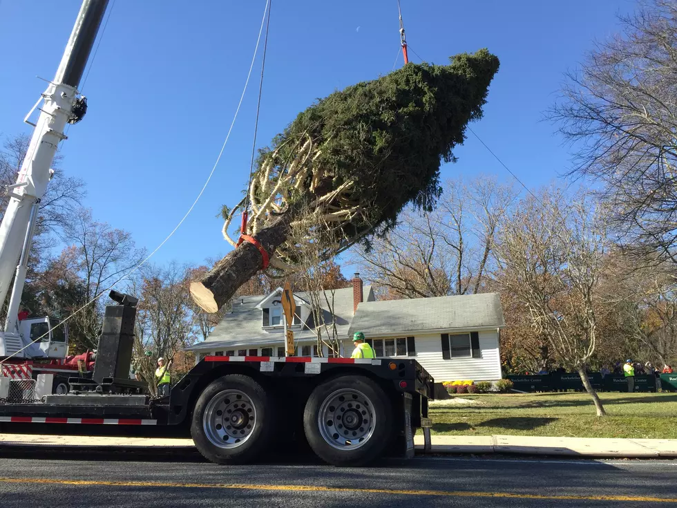 What Happens To Old Rockefeller Christmas Trees?