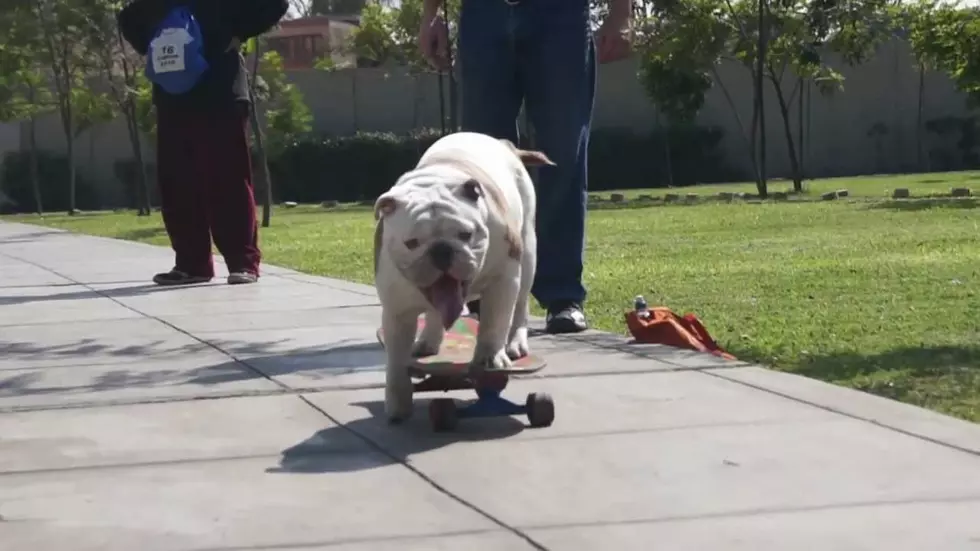 Otto the Skateboarding Bulldog Breaks Record