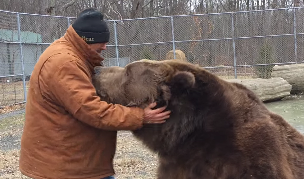 Otisville’s Jimbo the Bear Becomes Viral Star [VIDEO]