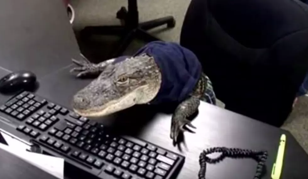 Woman Fights to Keep Motorcycle Riding Pet Alligator