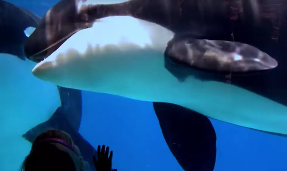 SeaWorld to End Breeding of Orcas