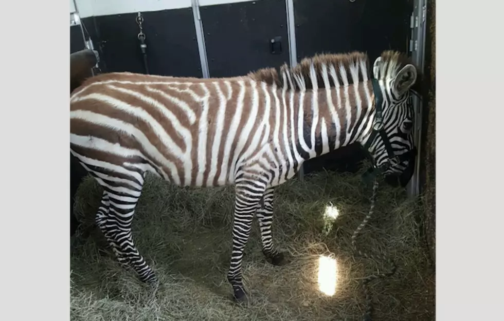 Missing Palenville Zebra Dies After Fall [UPDATE]
