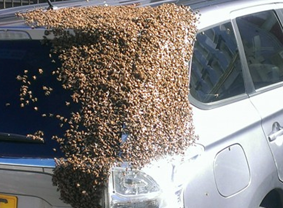 Swarm of Bees Stalk Woman’s Car [PICS]