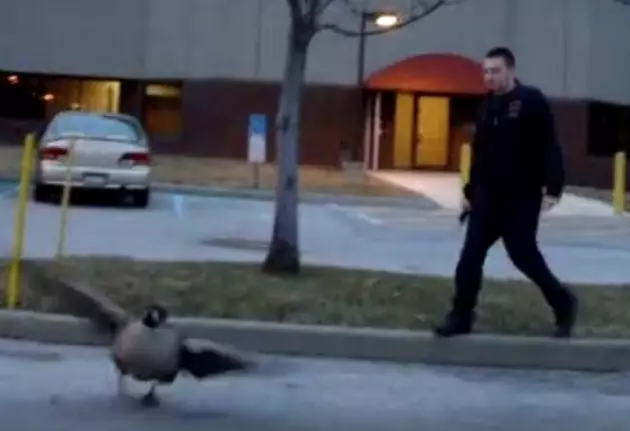 Hudson Valley &#8216;Cops&#8217; Parody Shows the Goose Patrol in Action