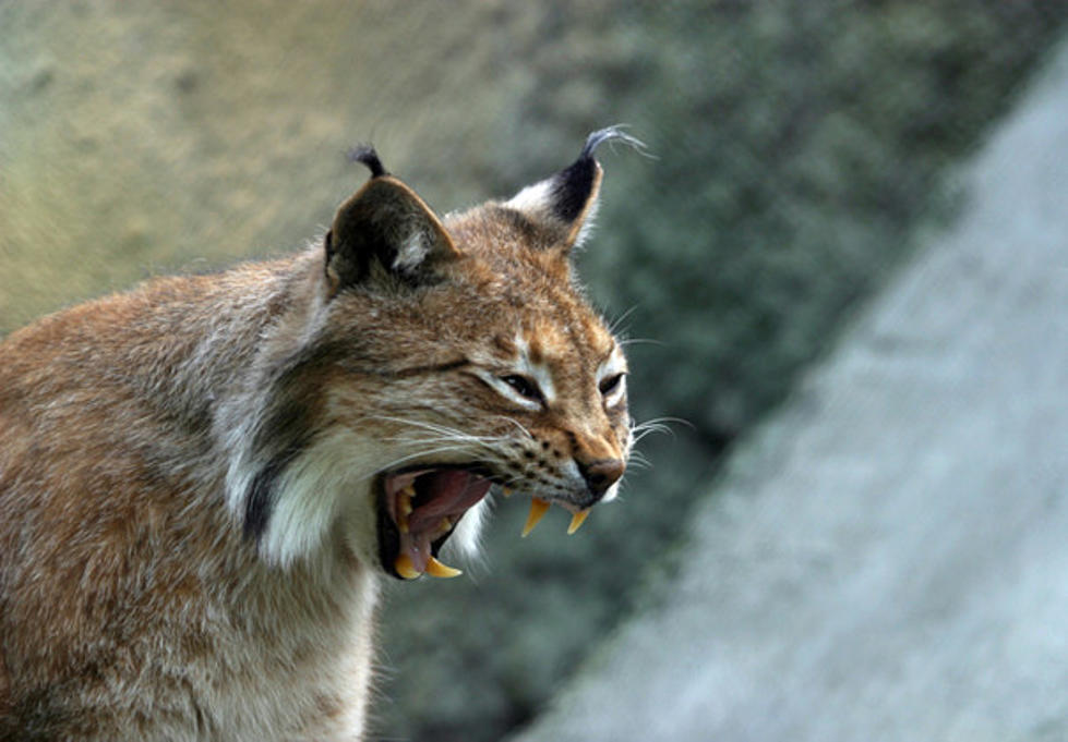 Bobcat Tests Positive for Rabies in Delaware County