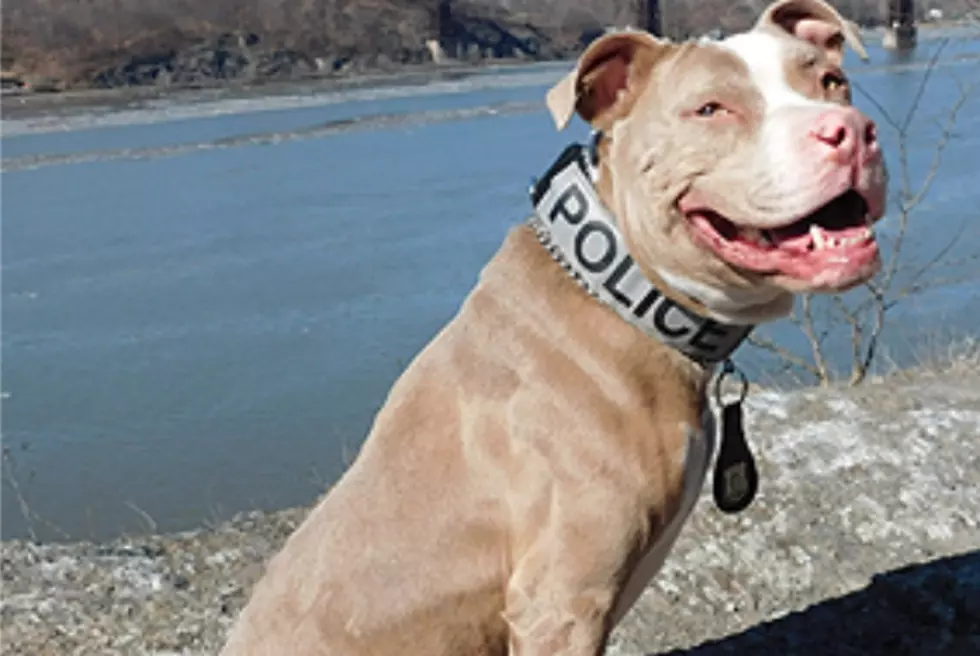 Hudson Valley Dog Nominated for Hero Award