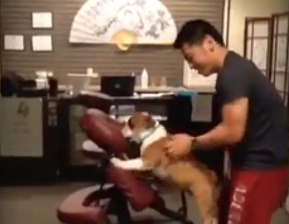 Hudson Valley Massage Parlor Caught Massaging Dog