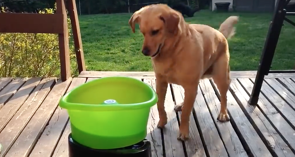 This Dog Loves This New Self-Tossing Fetch Toy [VIDEO]