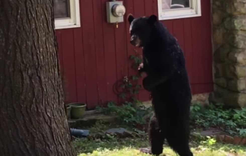 Bipedal Bear Spotted Again in Northern New Jersey [VIDEO]