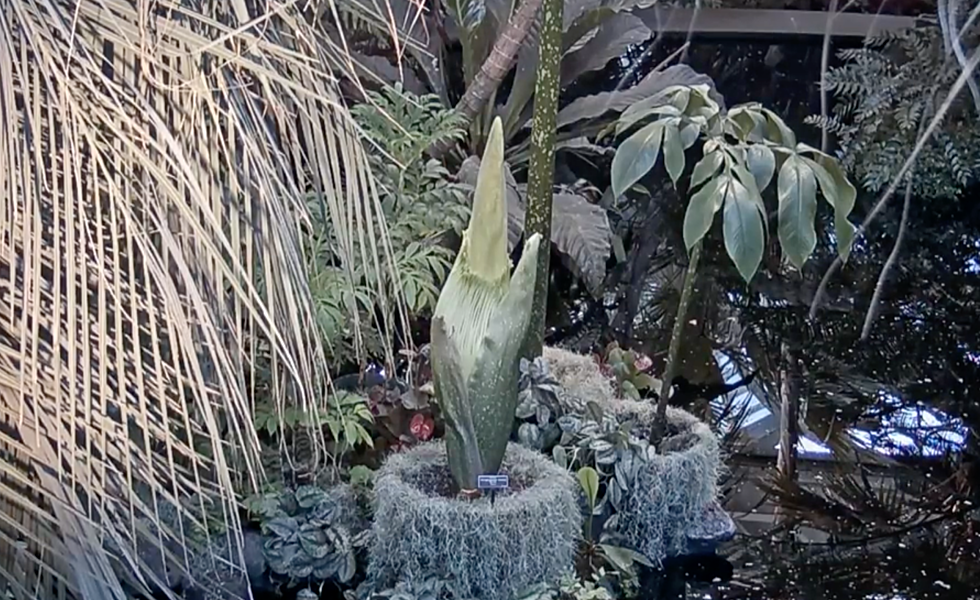 Rare Corpse Flower to Bloom at New York Botanical Gardens