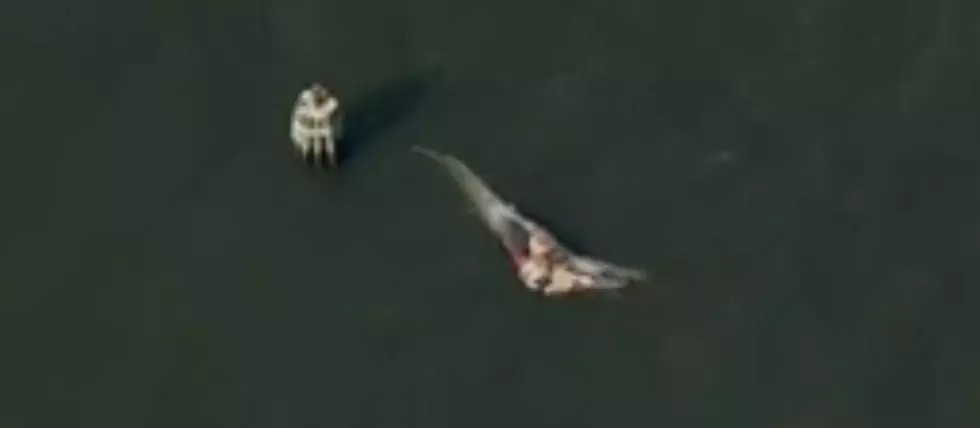Dead Whale Resurfaces in the Hudson River