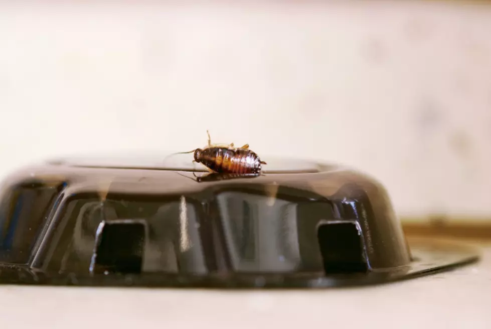 Hudson Valley Neighborhood Terrorized By Cockroach Infestation