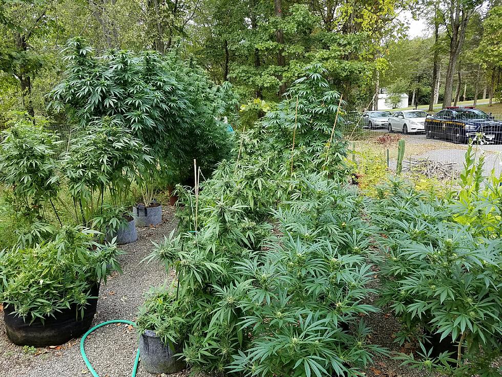 State Police Sniff Out 100-Plant Marijuana Grow in Dover