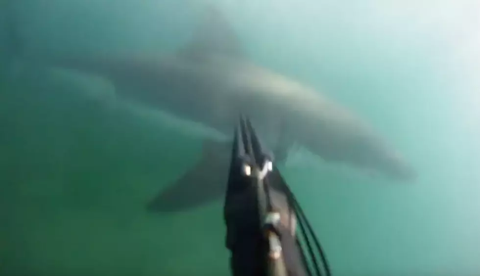 Great White Shark Attack Caught on GoPro [VIDEO]