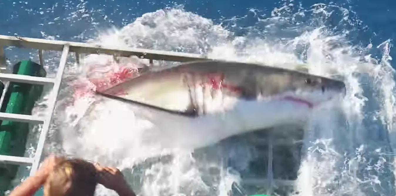 broken shark cage diving