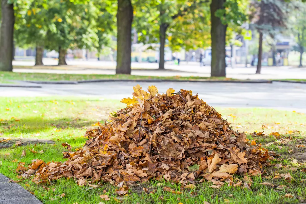 6 Reasons the Hudson Valley Needs to Stop Raking Leaves