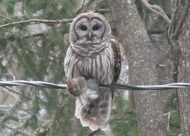 This Owl Just Ruined Easter in the Hudson Valley