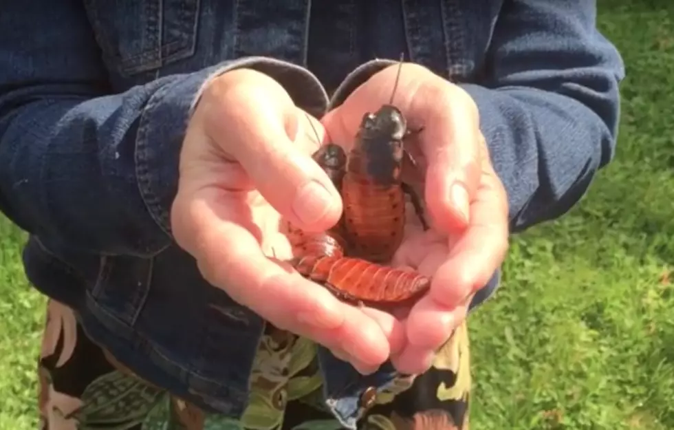 Radio DJ Tricked Into Petting Giant Live Cockroaches