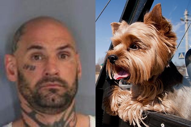 Police: Dutchess County Man Punches Yorkie Several Times Before Throwing the Dog