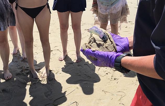 Rare and Deadly Jellyfish Washed Up on Jersey Shore