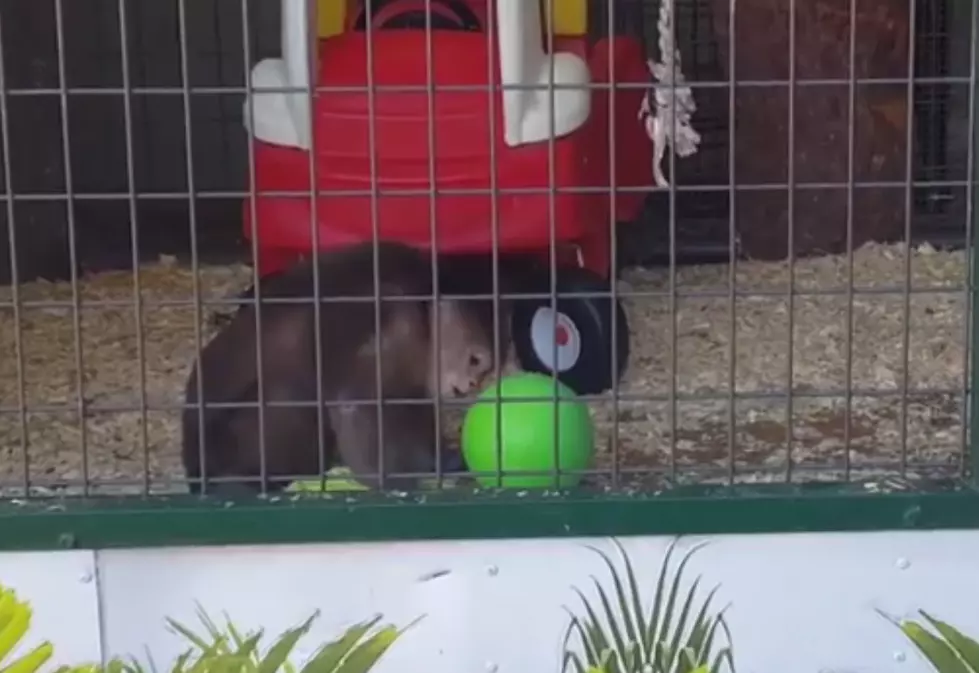 Monkey Goes Crazy at Ulster County Fair