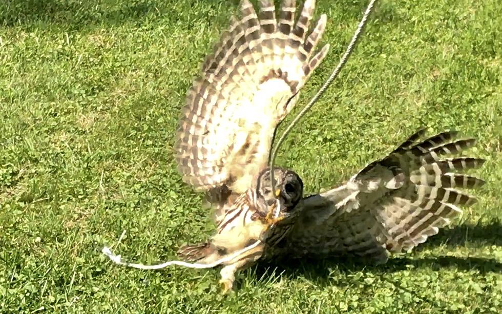 Owl and Hudson Valley Man Get In Tug-O-War Over Rope