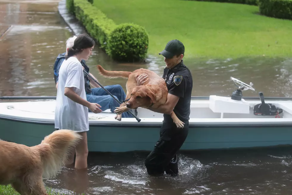 Dozens of Rescued Dogs Headed to Hudson Valley from Houston Flood