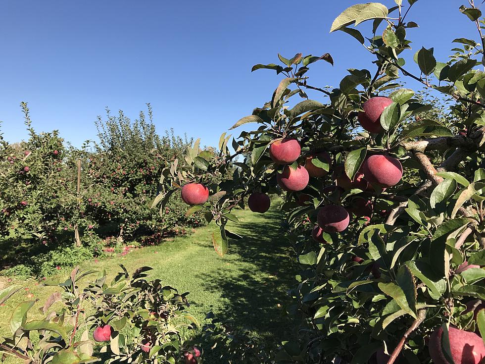 Hudson Valley Orchard Deals With Post Storm Damage