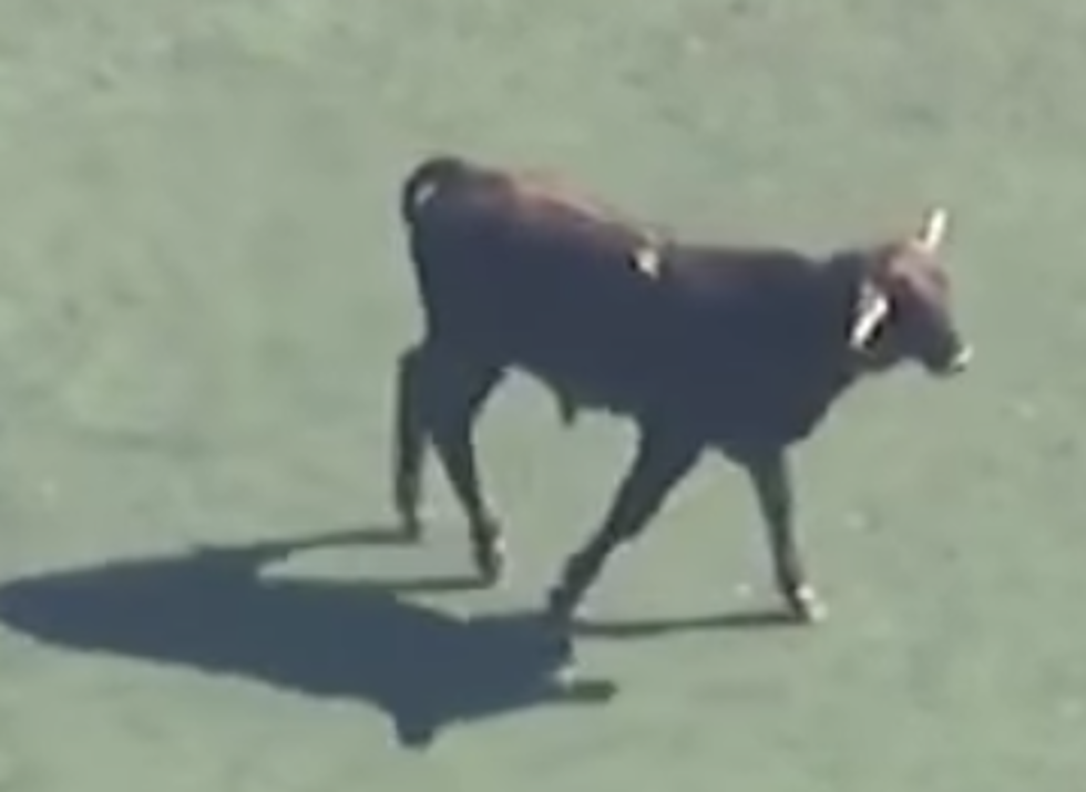 Escaped Bull Runs Through the Streets of New York City