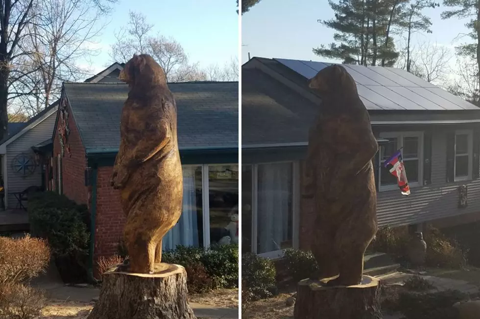 Hudson Valley Man Carves 9-Foot Bear Out of Tree Trunk