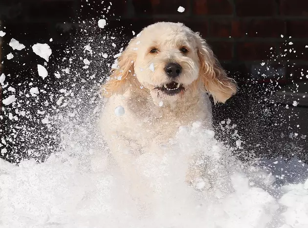 A Day of Winter Fun to Benefit Pets Alive