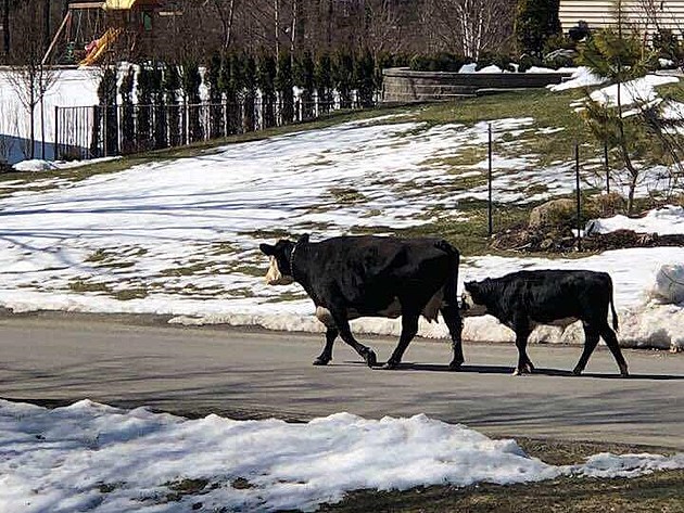 Cows Caught Wandering the Streets in Dutchess County