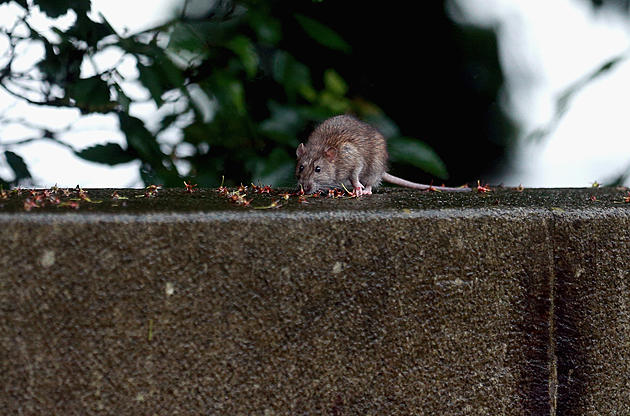 Report: Rats in NYC Are Getting Even Bigger Because of Chipotle