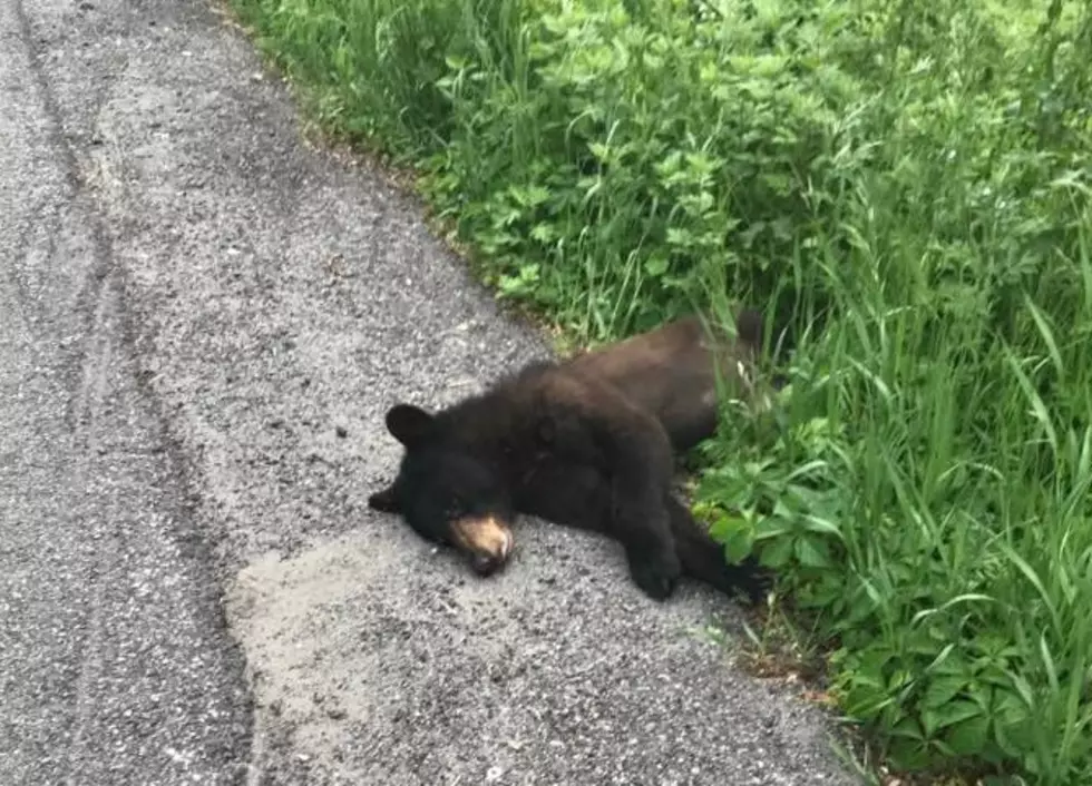 Dead Bear Cub Found Alongside Dutchess County Road