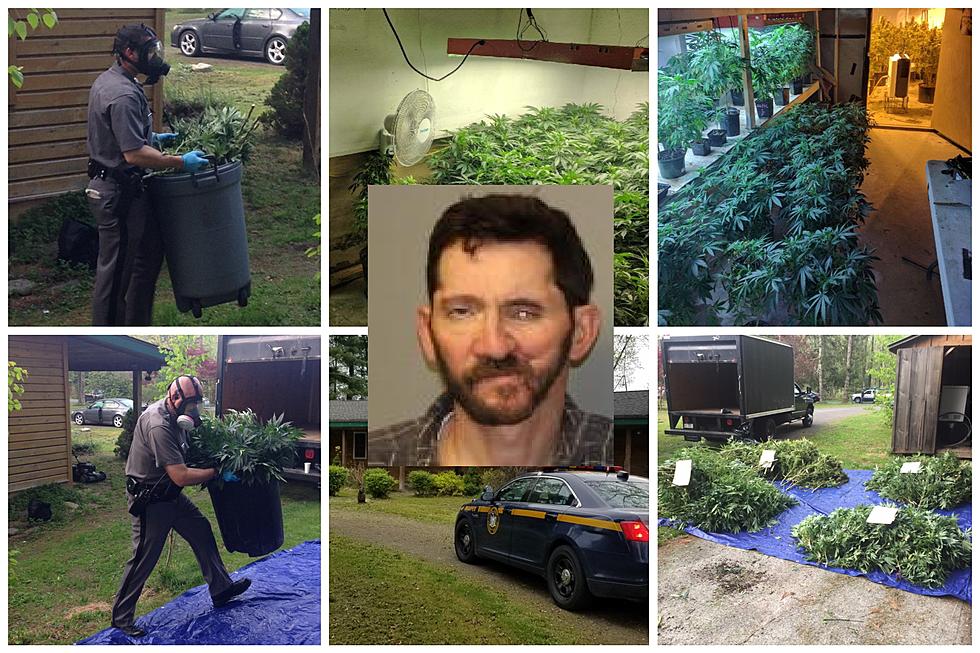 Police Discover Large Marijuana Grow Operation in Columbia County
