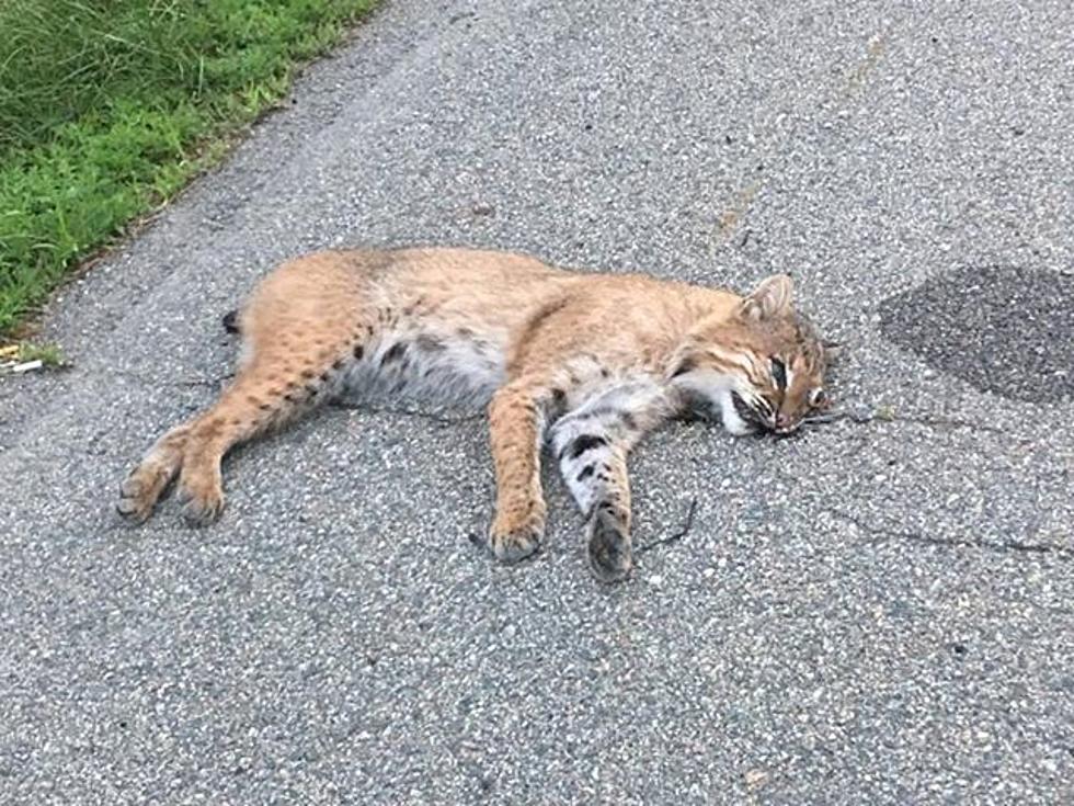 Wild Bobcat Found on Busy Hudson Valley Road