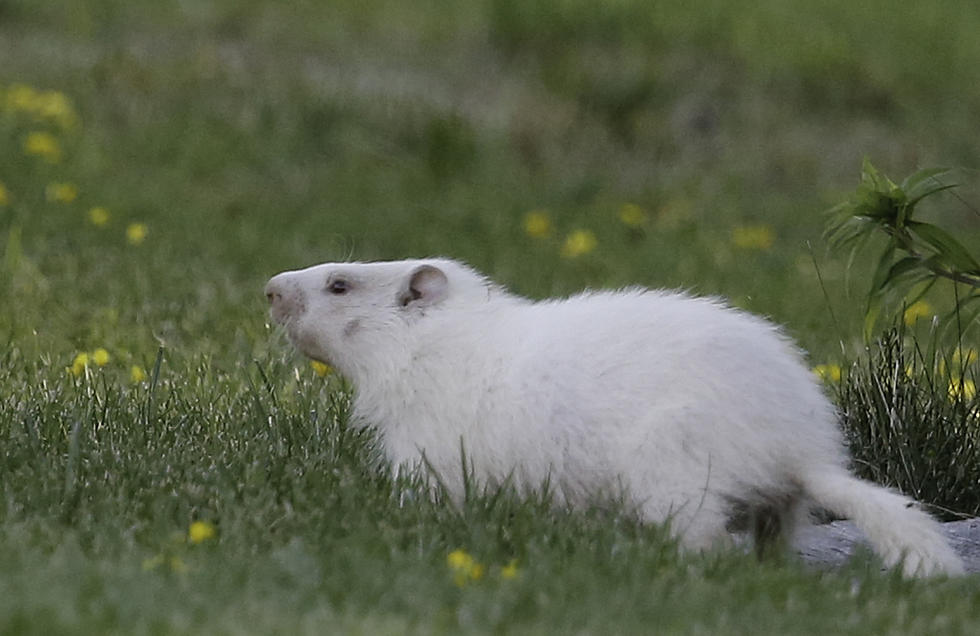 Extremely Rare Albino Woodchuck Spotted in the Hudson Valley