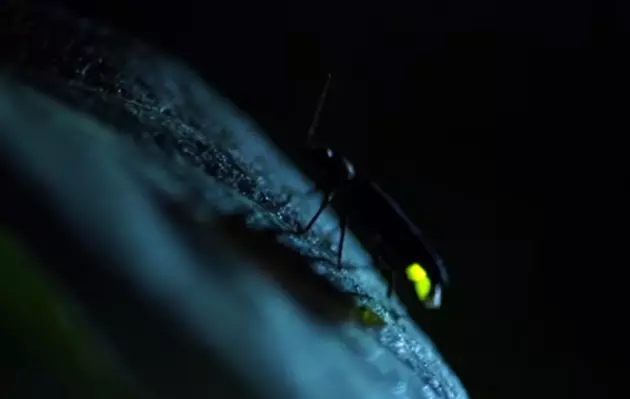 Why Are Fireflies Disappearing From the Hudson Valley?