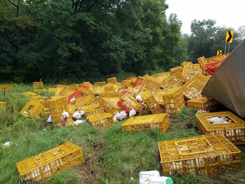 Chickens Bring I-84 to a Halt