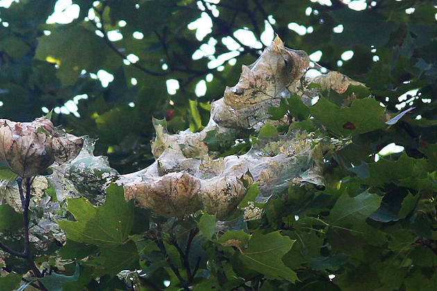 See the Creature That&#8217;s Making These Webs in Your Tree