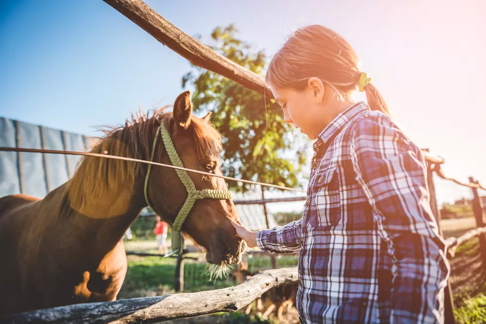 Help the Horses in Dover Plains, NY