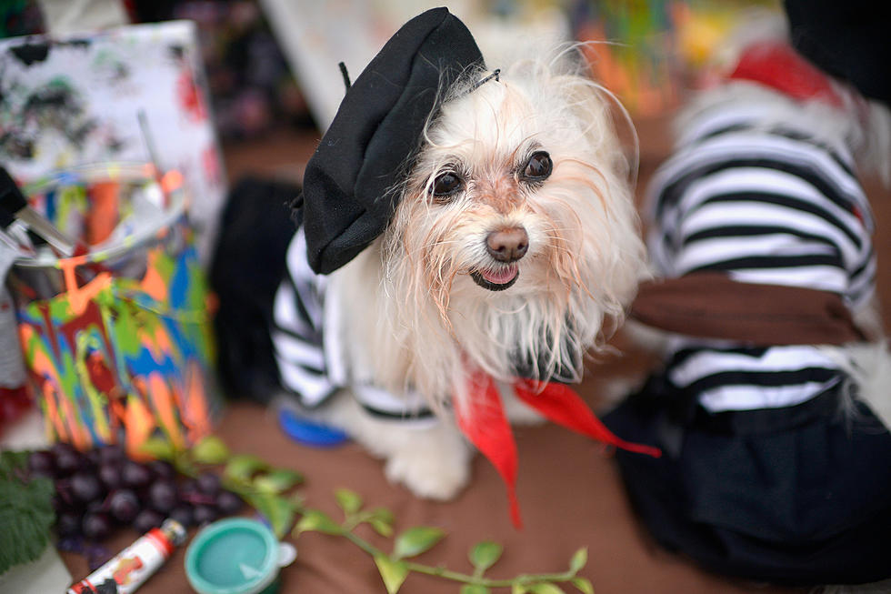 The Pet Halloween Costume Contest and Dinner on Us