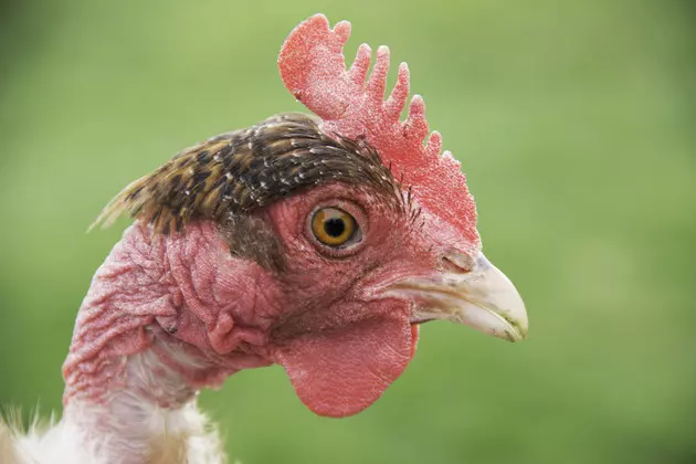 Hudson Valley Police Officer Saves Chicken From Fire