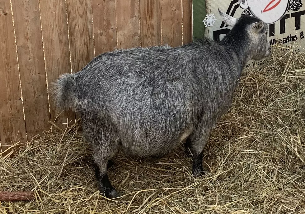 Hudson Valley Goat Ready to Give Birth on Live ‘Goat Cam’