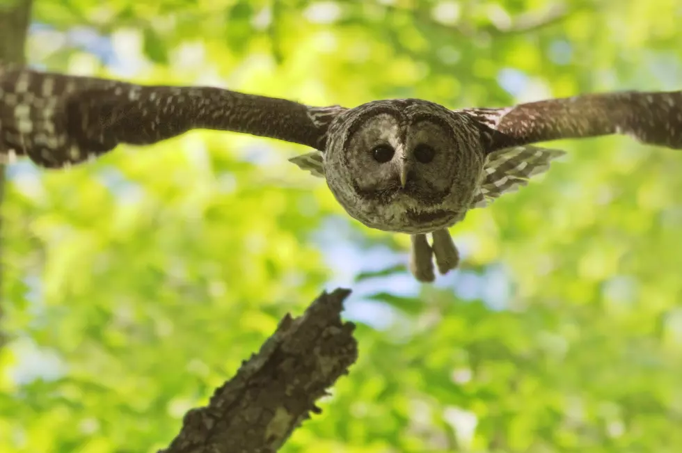 Owl Smashes Through Window of Hudson Valley Home