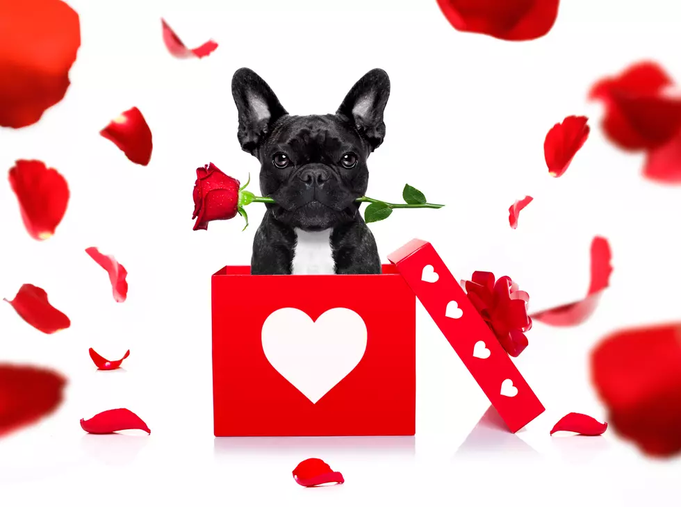 How About a Puppygram for Your Valentine?