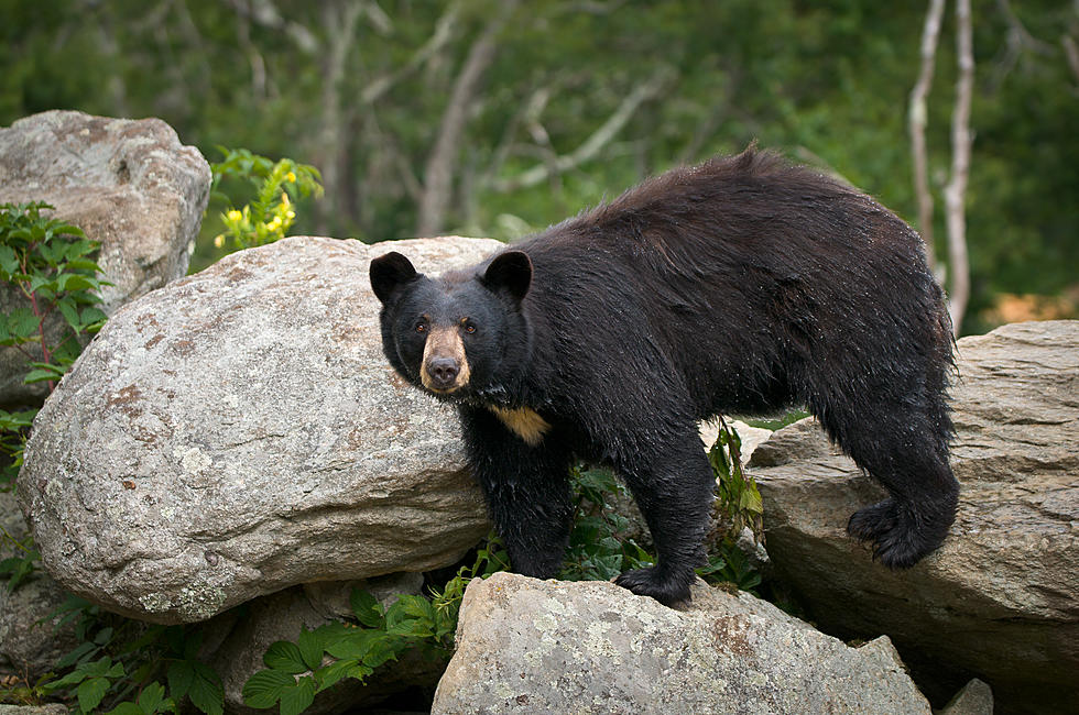 Fewer Black Bears Killed By New York Hunters in 2018