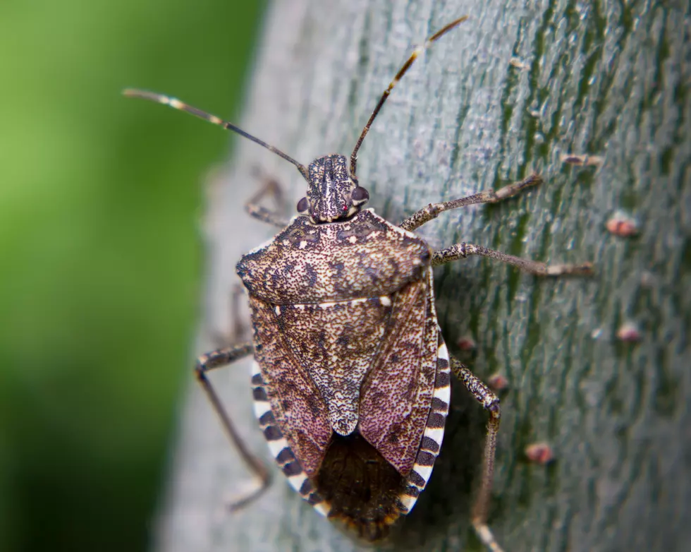 Take Control of Those Nasty Stink Bugs