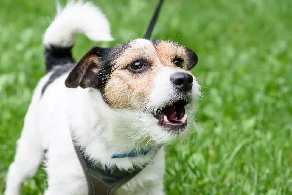 Town Proposes Jail Time For Dog Owners Whose Pups Won’t Stop Barking